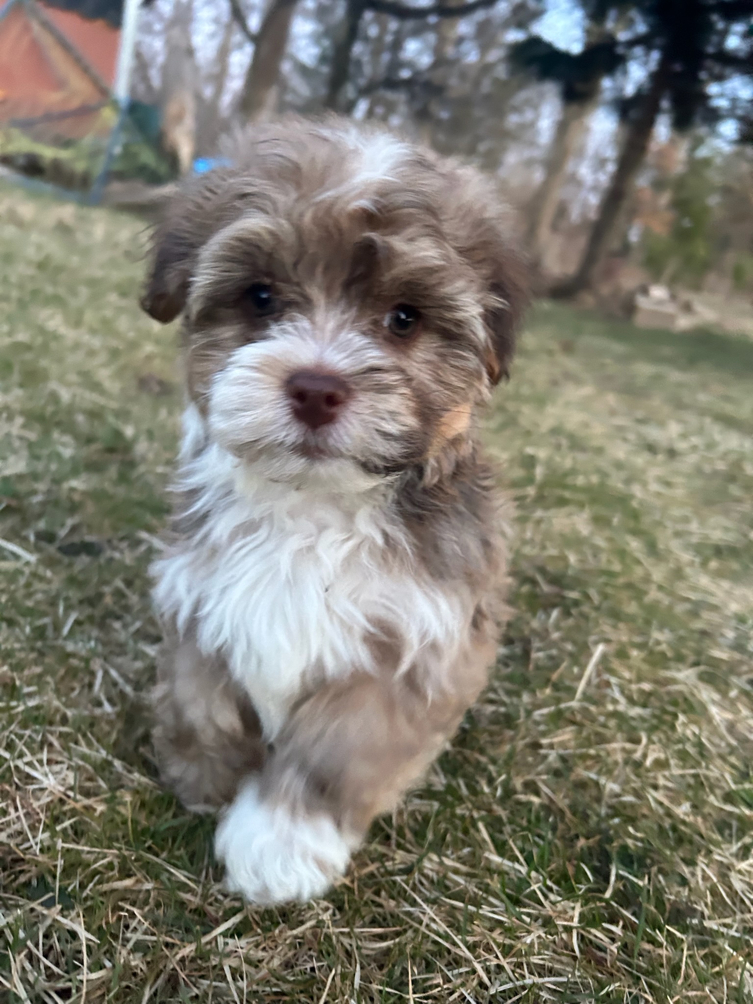 Amon-Ra the Havanese puppy