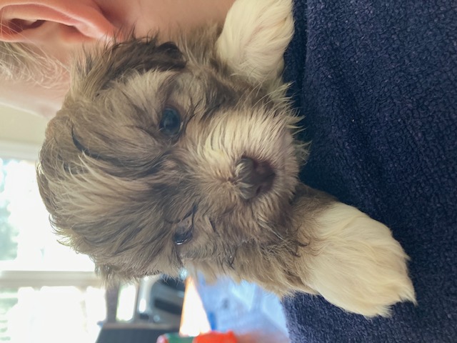 Bailey the Havanese puppy