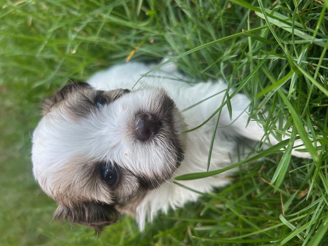 Coral the Havanese puppy