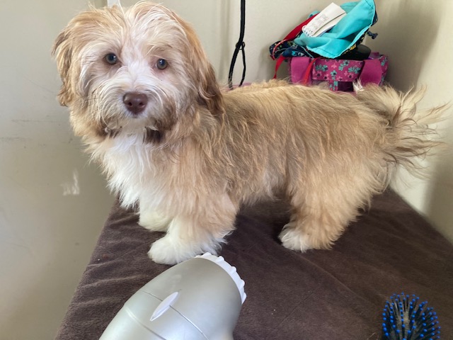 Daisy, the dam of our Havanese puppies