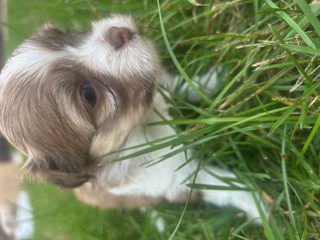 Fluffles the Havanese puppy