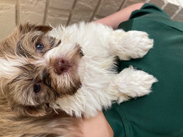 Gingersnap the Havanese puppy