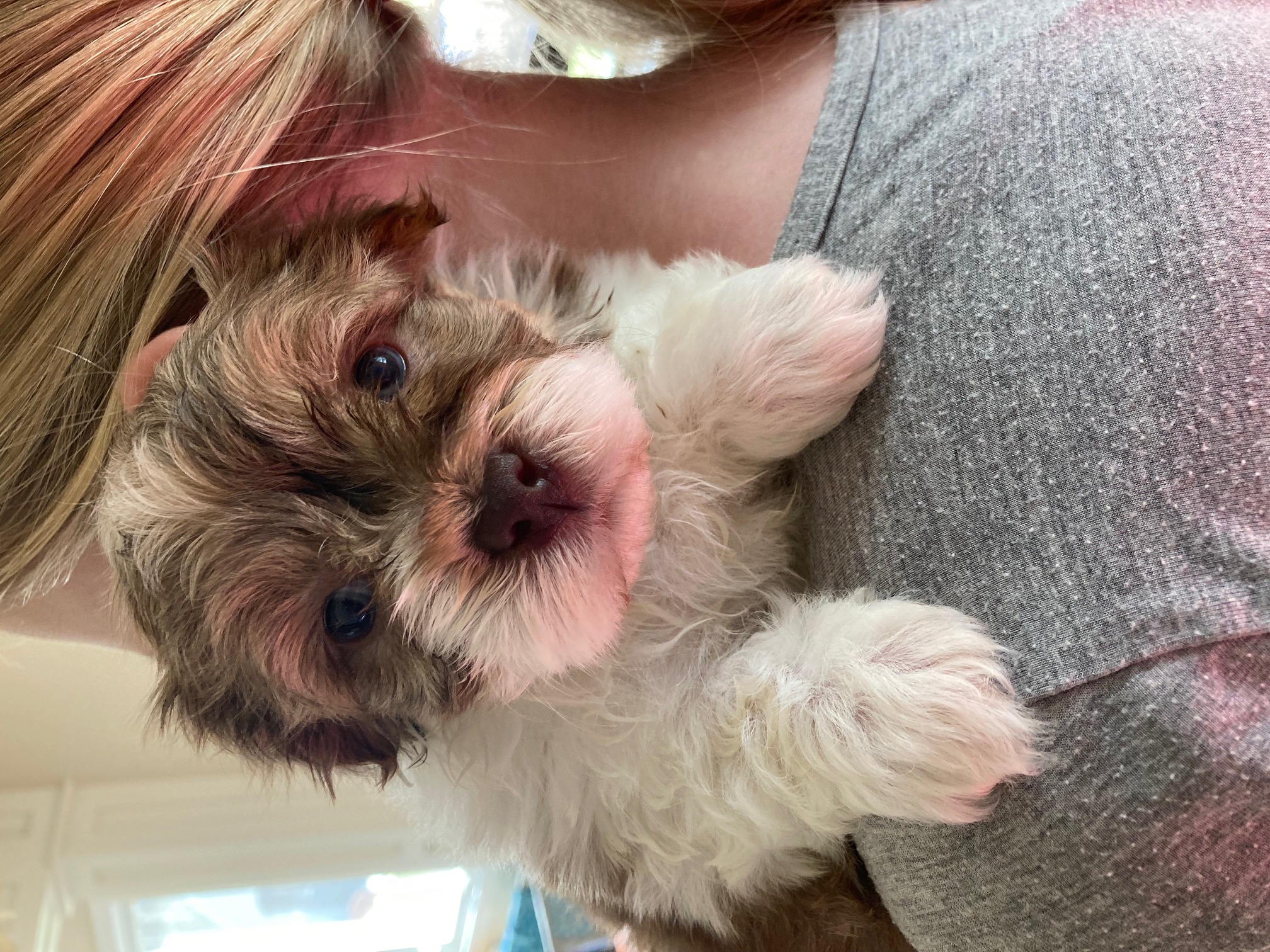Jahmyr the Havanese puppy