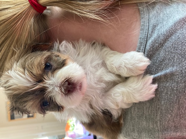Ruth the Havanese puppy