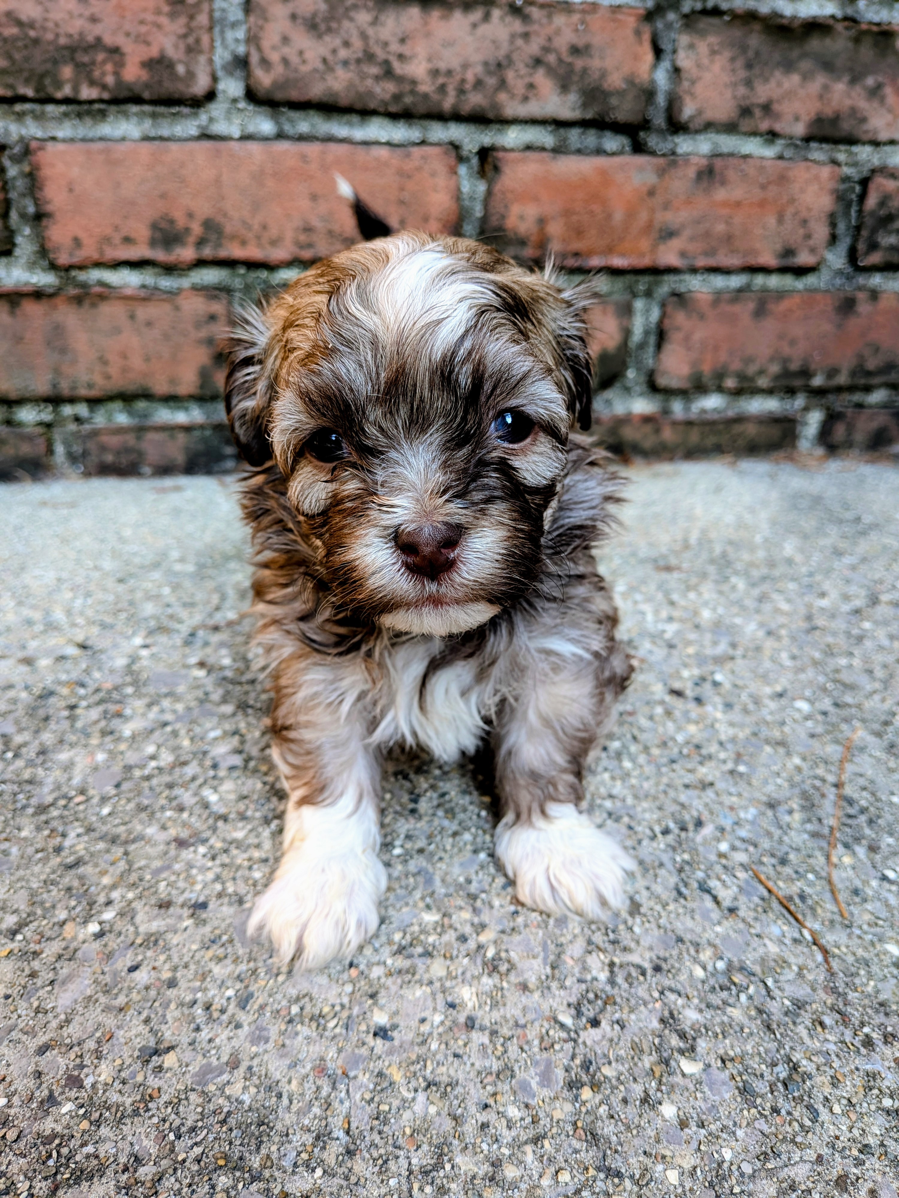 Seagull the Havanese puppy