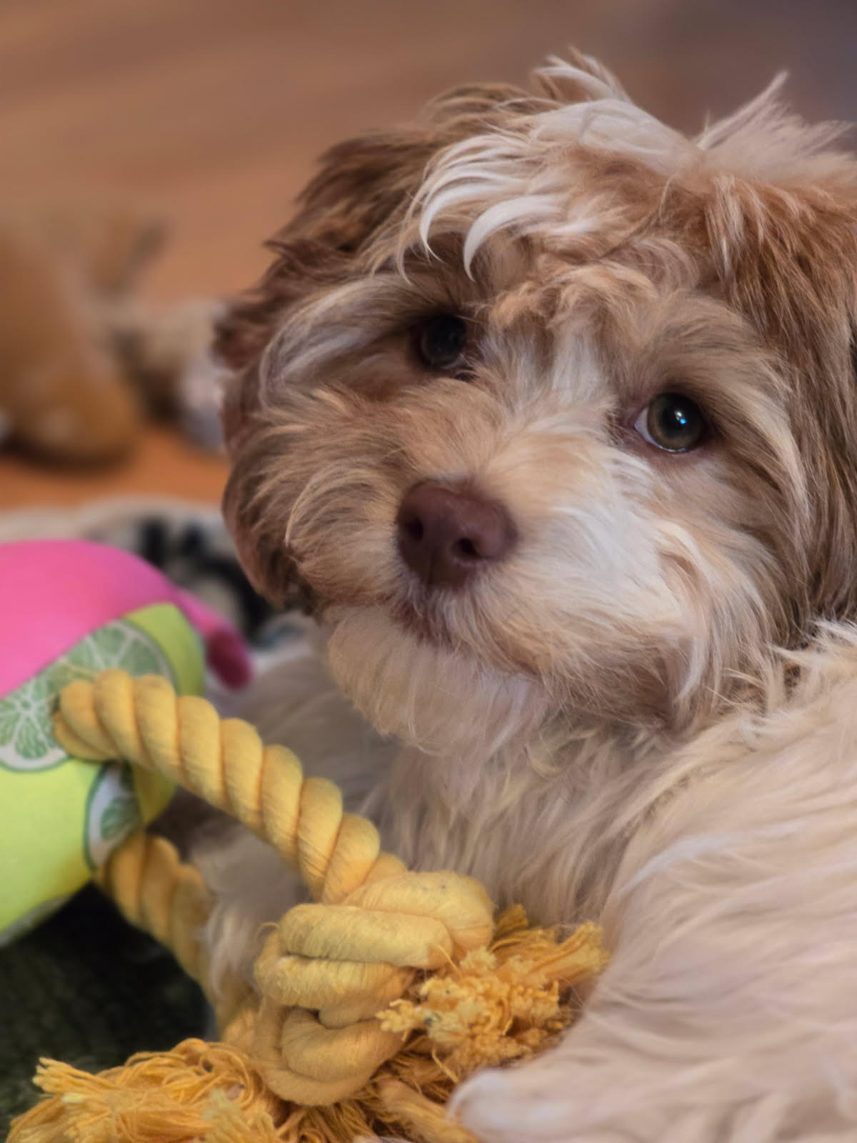 Puppy from previous litter